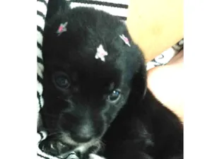 Cachorro raça SRD-ViraLata idade Abaixo de 2 meses nome Eliza