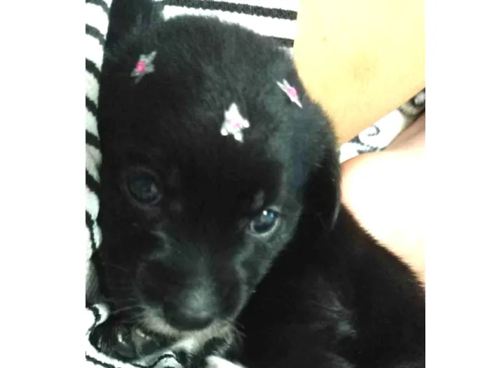 Cachorro raça SRD-ViraLata idade Abaixo de 2 meses nome Eliza