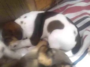 Cachorro raça SRD-ViraLata idade Abaixo de 2 meses nome Sem nome