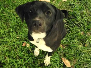 Cachorro raça SRD-ViraLata idade 2 a 6 meses nome T'Challa