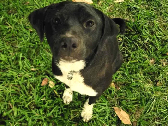 Cachorro ra a SRD-ViraLata idade 2 a 6 meses nome T'Challa