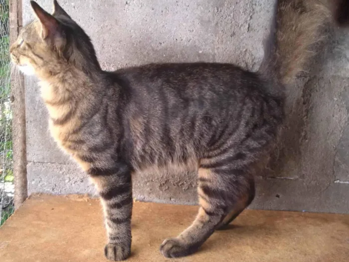 Gato ra a SRD-ViraLata idade 2 a 6 meses nome Gatinho Pavão  ADOTADOOOOO