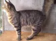 Gatinho Pavão ADOTADOOOOO