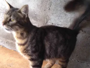 Gato raça SRD-ViraLata idade 2 a 6 meses nome Gatinho Pavão  ADOTADOOOOO