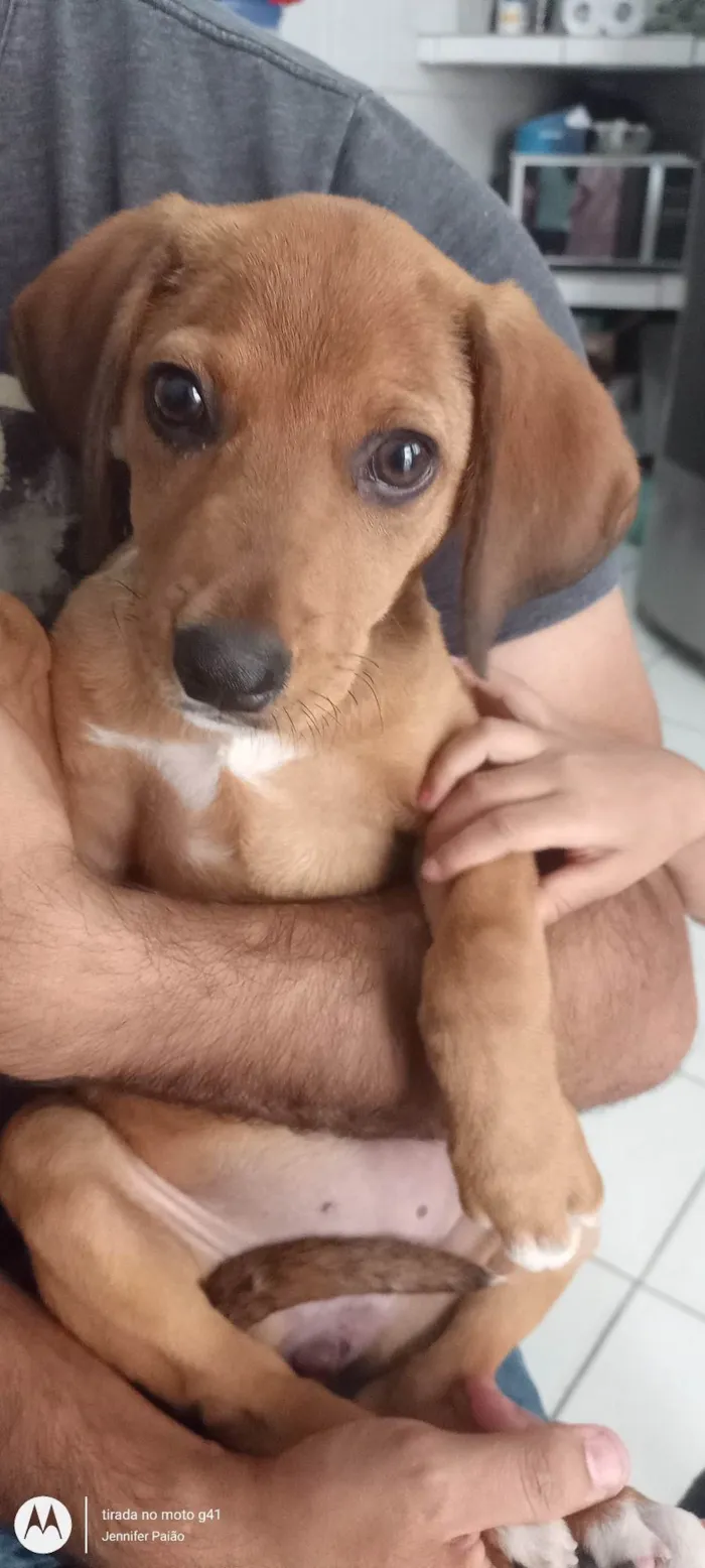 Cachorro ra a Srd idade 2 a 6 meses nome Milie