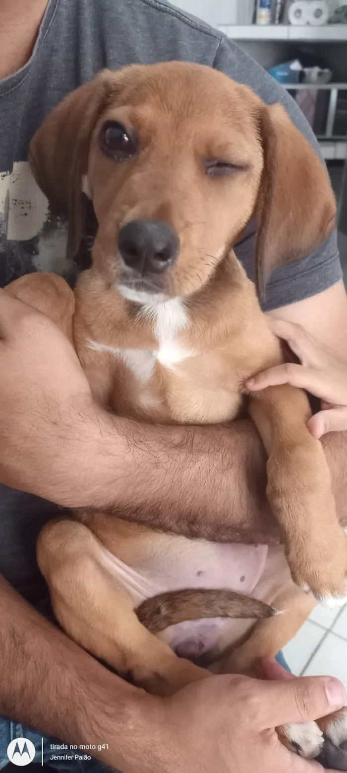 Cachorro ra a Srd idade 2 a 6 meses nome Milie