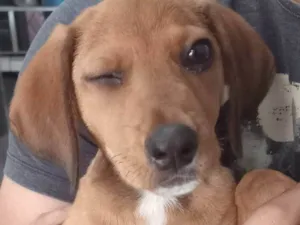 Cachorro raça Srd idade 2 a 6 meses nome Milie