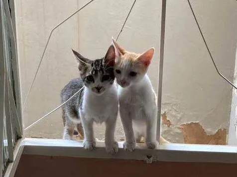 Gato raça Gatos idade 7 a 11 meses nome Ainda sem nome