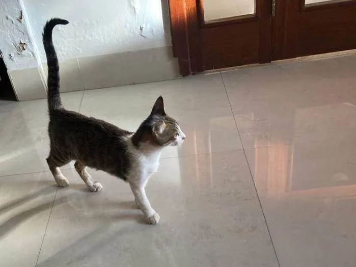 Gato raça Gatos idade 7 a 11 meses nome Ainda sem nome