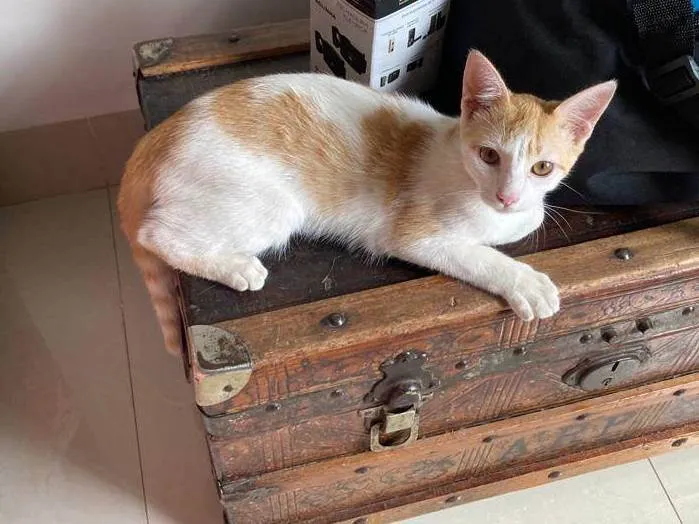 Gato raça Gatos idade 7 a 11 meses nome Ainda sem nome