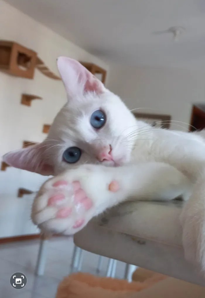 Gato raça SRD-ViraLata idade 2 a 6 meses nome Romeu