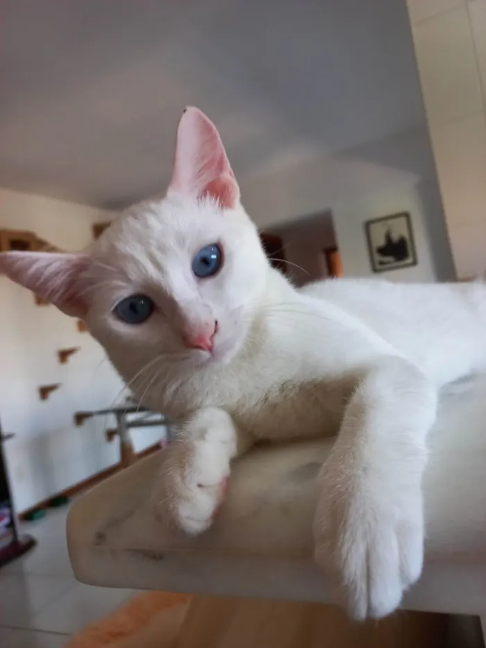 Gato raça SRD-ViraLata idade 2 a 6 meses nome Romeu