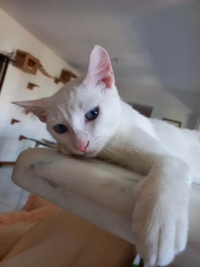 Gato raça SRD-ViraLata idade 2 a 6 meses nome Romeu