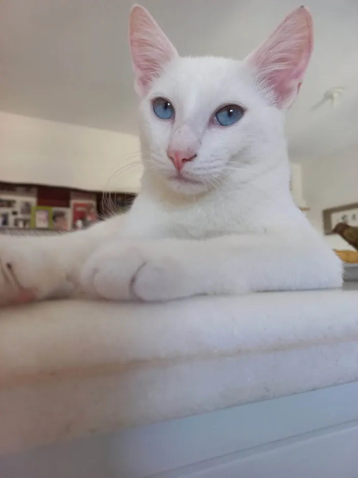 Gato raça SRD-ViraLata idade 2 a 6 meses nome Romeu