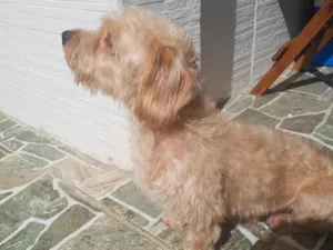 Cachorro raça SRD-ViraLata idade 1 ano nome Sem nome