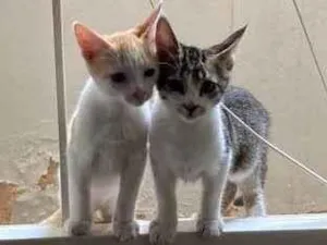 Gato raça Gatos idade 7 a 11 meses nome Ainda sem nome