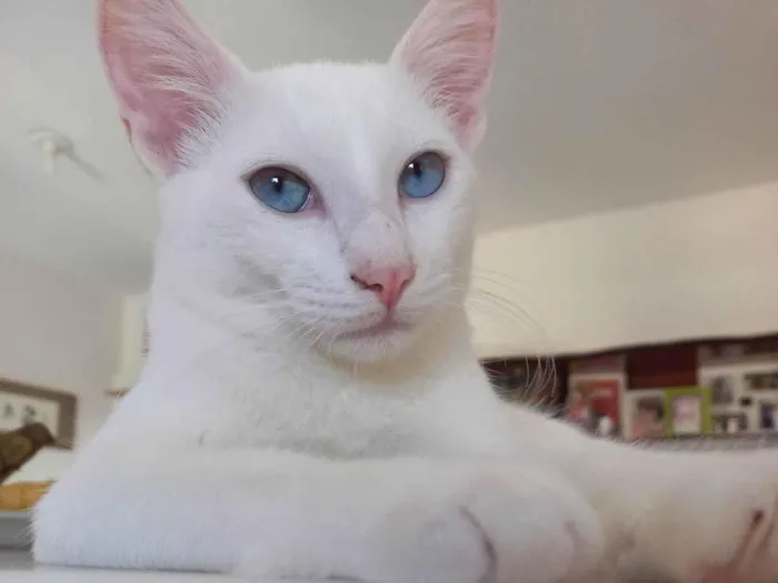 Gato raça SRD-ViraLata idade 2 a 6 meses nome Romeu