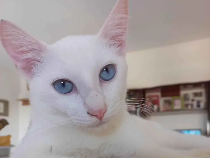 Gato raça SRD-ViraLata idade 2 a 6 meses nome Romeu