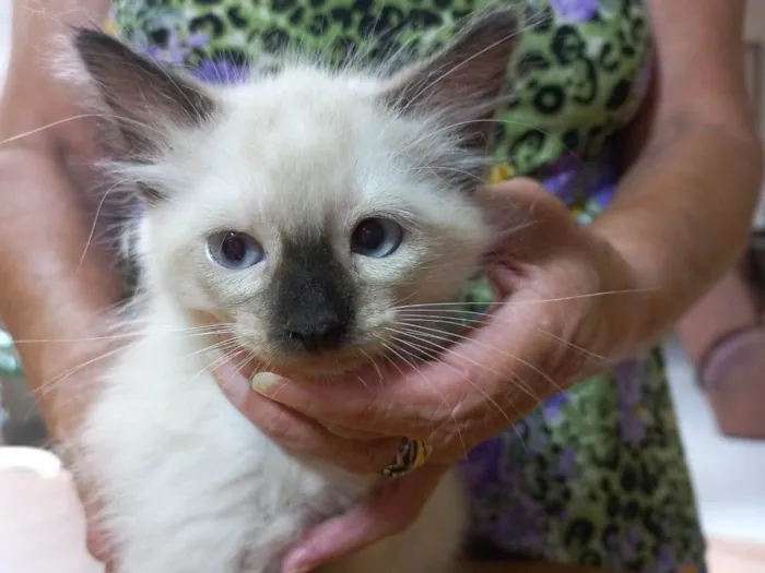 Gato raça SRD-ViraLata idade Abaixo de 2 meses nome Twix bb2meses 