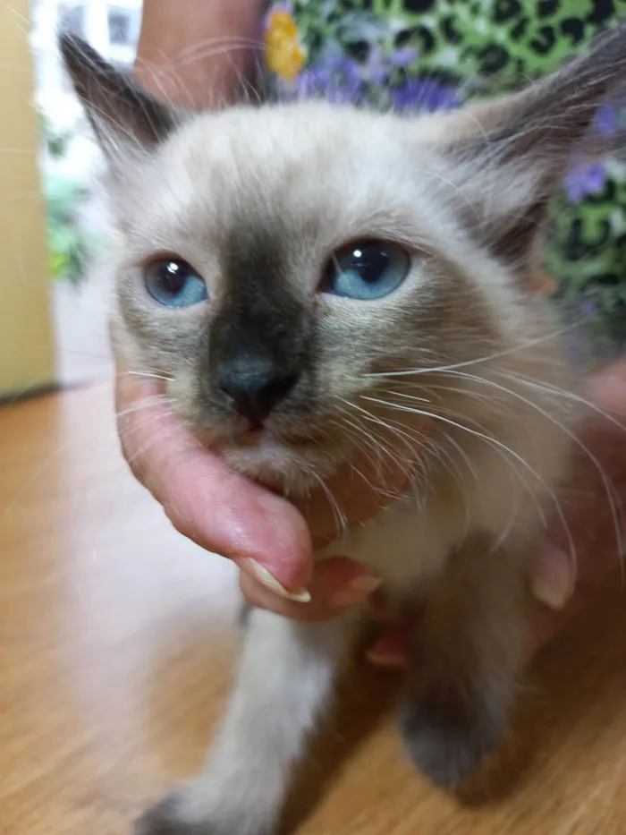 Gato ra a SRD-ViraLata idade 2 a 6 meses nome Toddy bb2meses