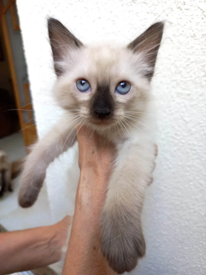 Gato ra a SRD-ViraLata idade 2 a 6 meses nome Toddy bb2meses
