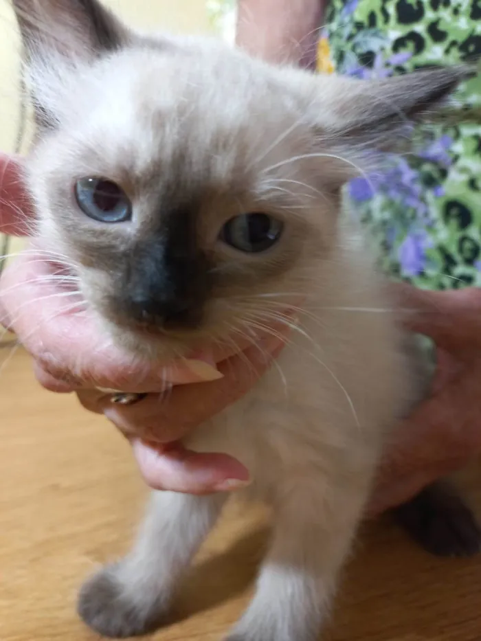 Gato ra a SRD-ViraLata idade 2 a 6 meses nome Toddy bb2meses