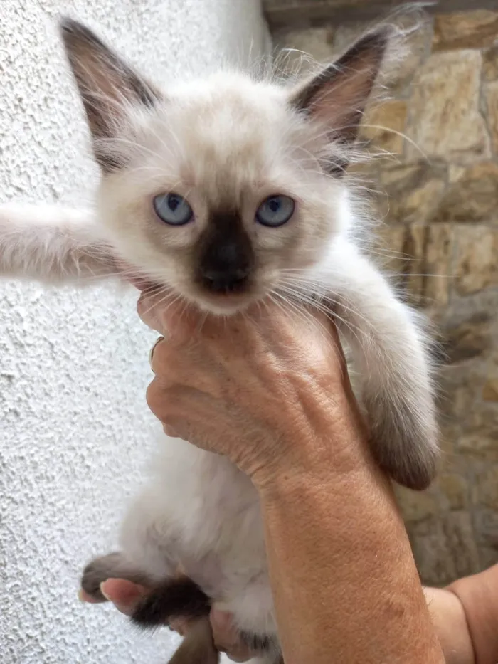 Gato ra a SRD-ViraLata idade 2 a 6 meses nome Toddy bb2meses