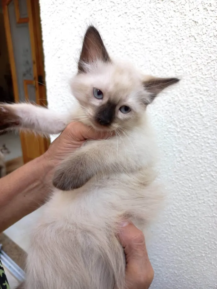 Gato ra a SRD-ViraLata idade 2 a 6 meses nome Toddy bb2meses