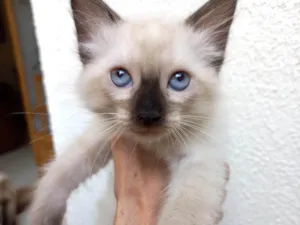 Gato raça SRD-ViraLata idade 2 a 6 meses nome Toddy bb2meses