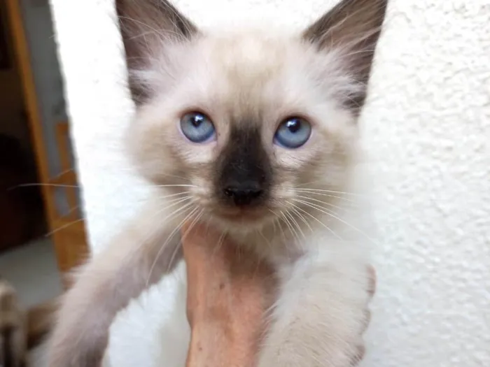 Gato ra a SRD-ViraLata idade 2 a 6 meses nome Toddy bb2meses