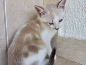 Gato raça SRD-ViraLata idade Abaixo de 2 meses nome Caramelo bebê 2meses