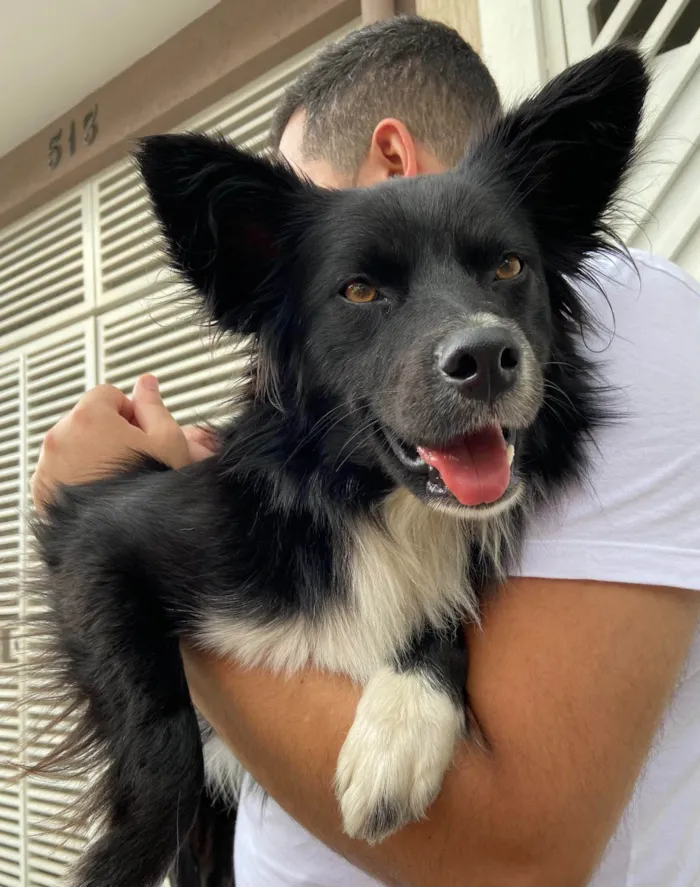 Cachorro raça SRD idade 1 ano nome Bolt