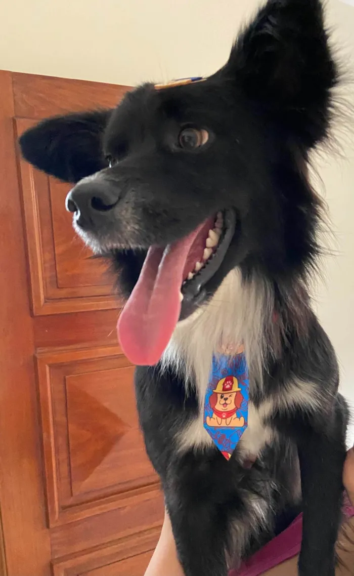 Cachorro raça SRD idade 1 ano nome Bolt