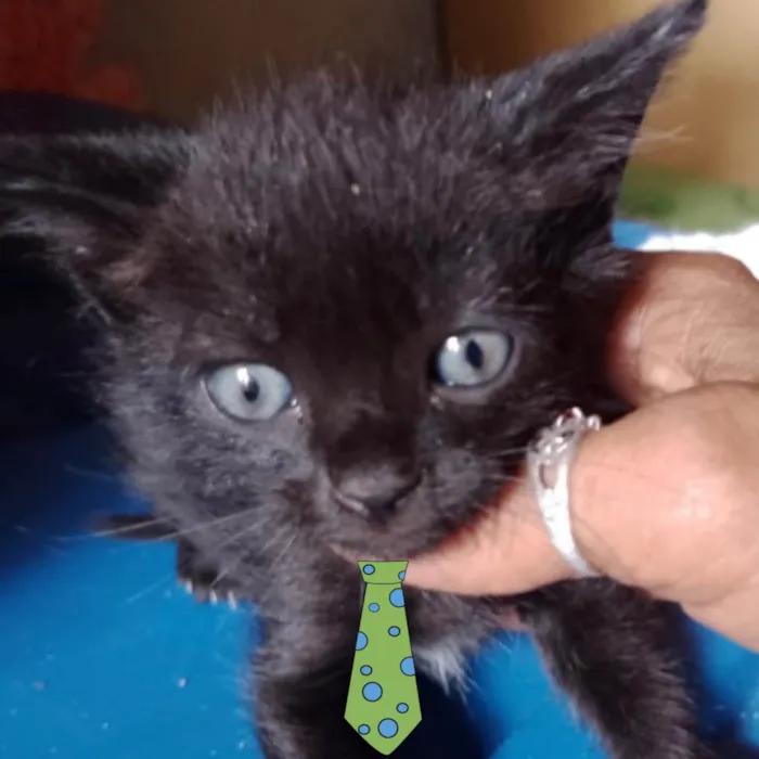 Gato ra a Mestico  idade 2 a 6 meses nome Pietro 