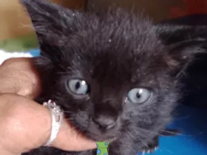 Gato raça Mestico  idade 2 a 6 meses nome Pietro 