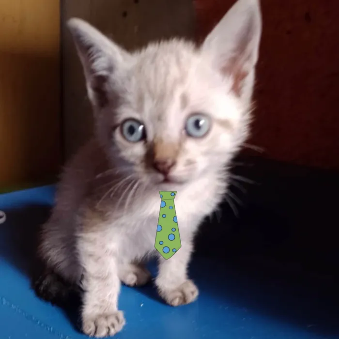 Gato ra a Mestico  idade 2 a 6 meses nome Pingo 