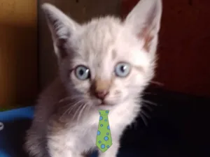 Gato raça Mestico  idade 2 a 6 meses nome Pingo 