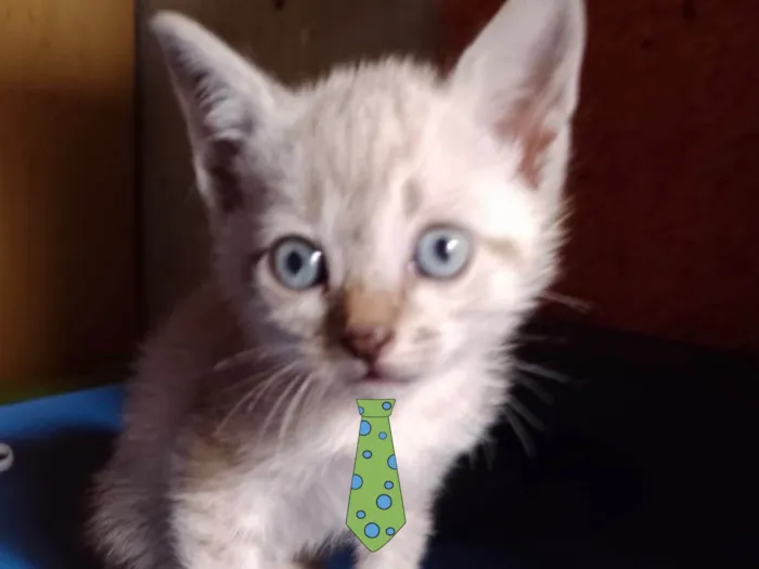 Gato ra a Mestico  idade 2 a 6 meses nome Pingo 