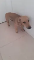 Lupi