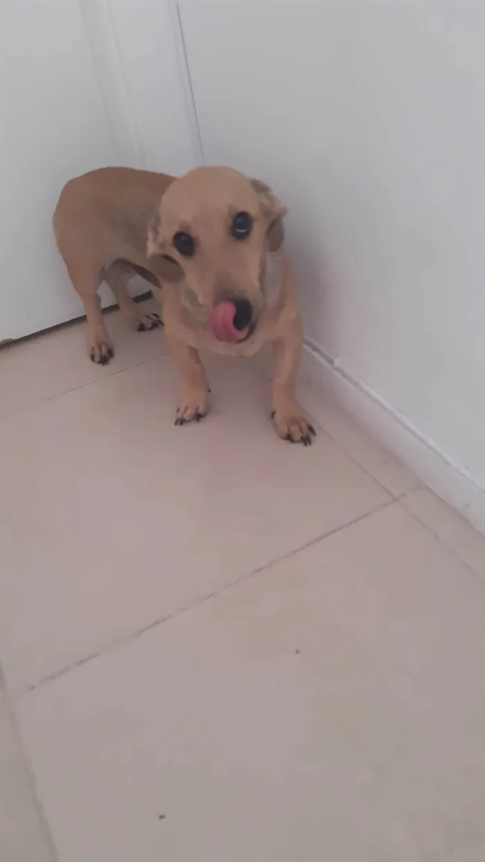 Cachorro ra a Dachshund idade 2 a 6 meses nome Lupi