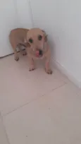 Lupi