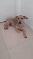 Lupi