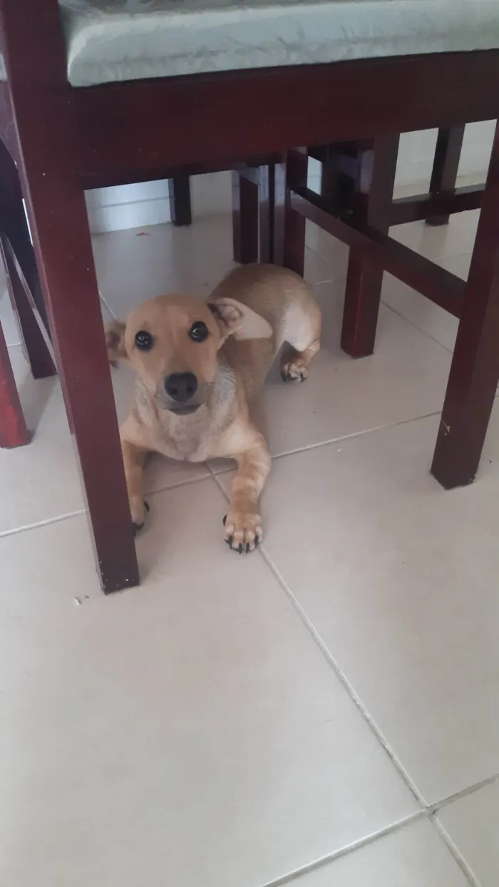 Cachorro ra a Dachshund idade 2 a 6 meses nome Lupi