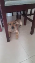 Lupi