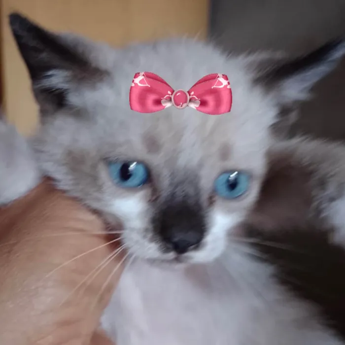 Gato raça Mestica  idade 2 a 6 meses nome Charlotte 