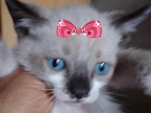 Gato raça Mestica  idade 2 a 6 meses nome Charlotte 