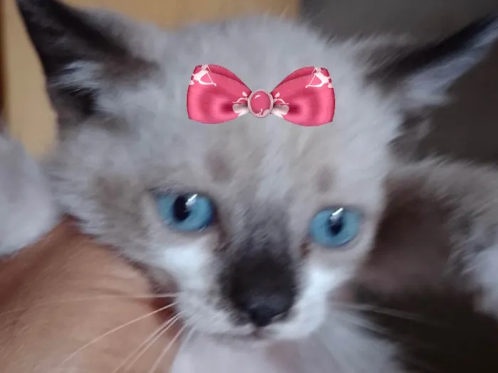 Gato raça Mestica  idade 2 a 6 meses nome Charlotte 