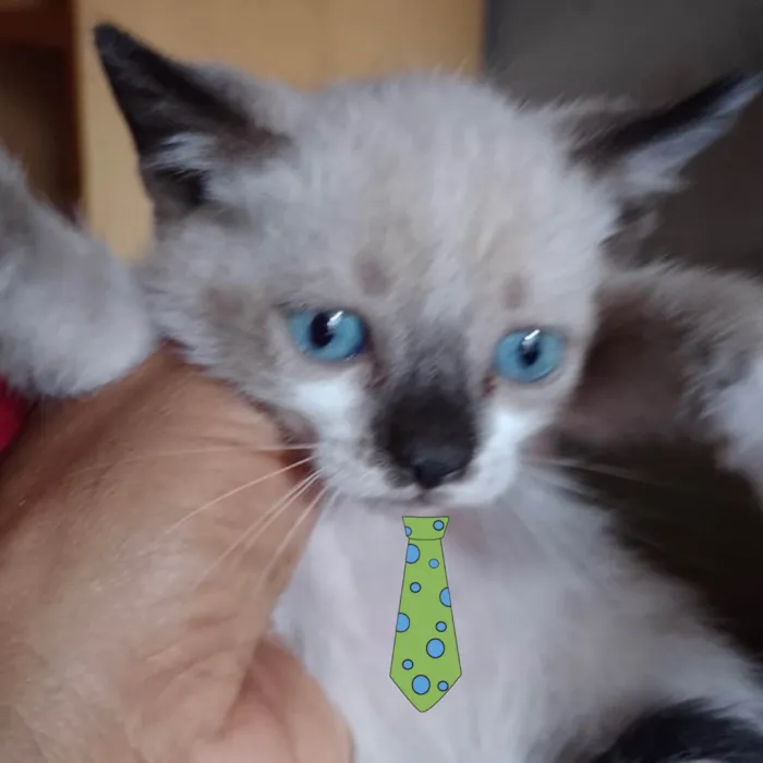 Gato ra a Mestico  idade 2 a 6 meses nome Max 