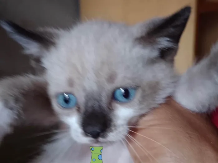 Gato ra a Mestico  idade 2 a 6 meses nome Max 