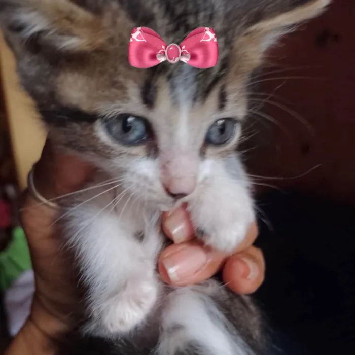 Gato ra a Mestica  idade 2 a 6 meses nome Bia 